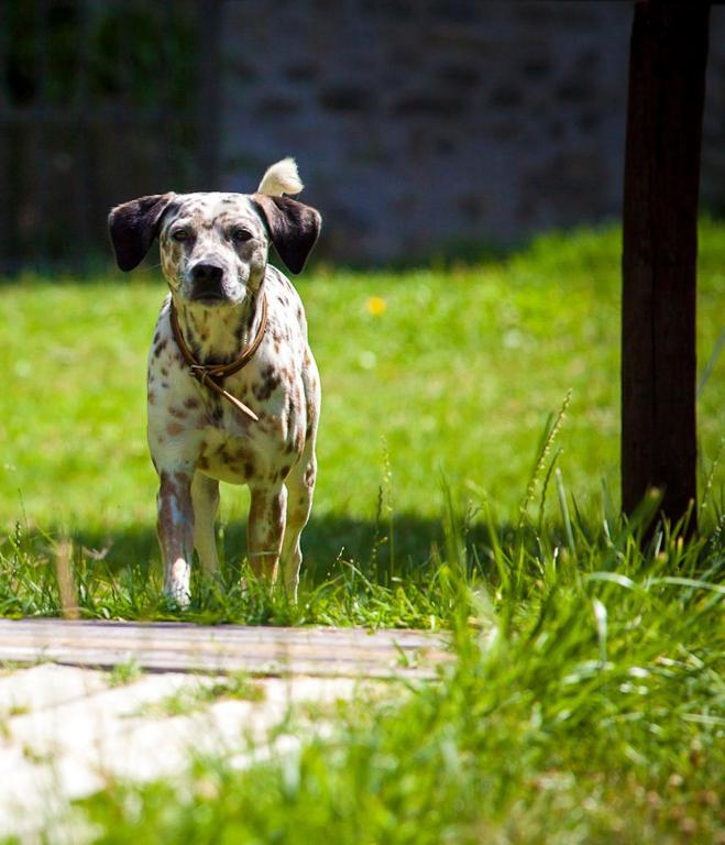 Agriturismo Casteldelpiano Licciana Nardi エクステリア 写真