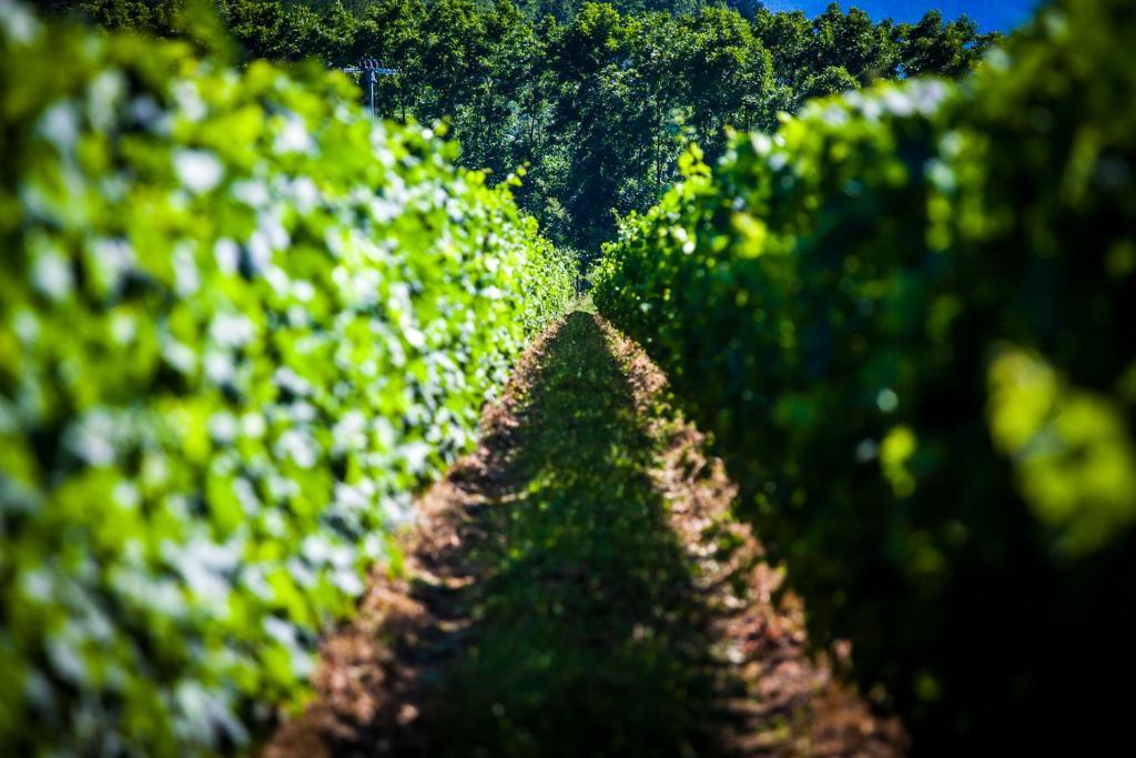 Agriturismo Casteldelpiano Licciana Nardi エクステリア 写真