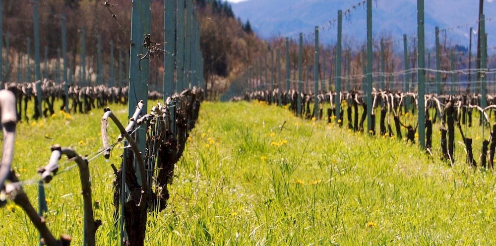Agriturismo Casteldelpiano Licciana Nardi エクステリア 写真
